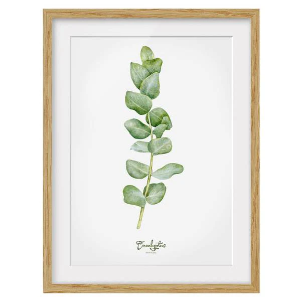 Bild Aquarell Botanik Eukalyptus IV - Eiche teilmassiv - Eiche - 30 x 40 cm