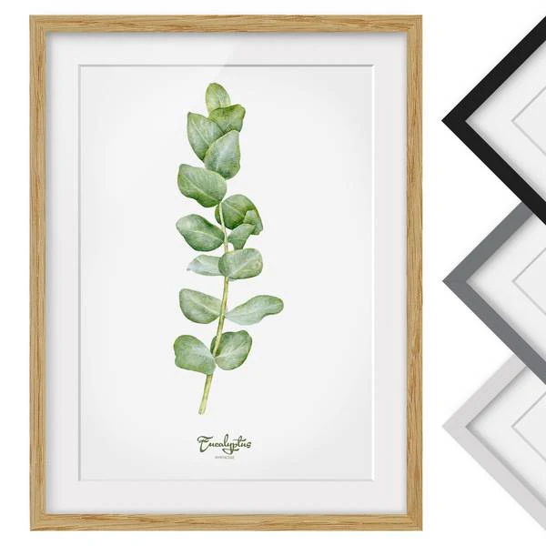 Bild Aquarell Botanik Eukalyptus IV - Eiche teilmassiv - Eiche - 30 x 40 cm - Image 2