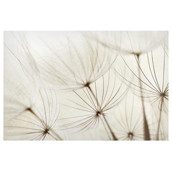 Magnettafel Sanfte Gräser - Stahl / Vinyl-Spezialfolie - Beige - 90 x 60 cm