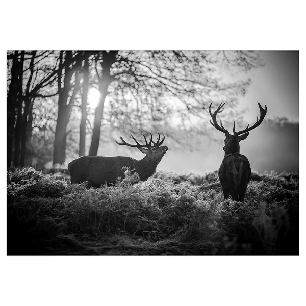 Vlies Fototapete Deers in the Morning - Vlies - Schwarz / Weiß - 200 x 140 cm