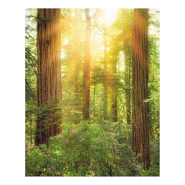Vlies Fototapete Redwood - Vlies - Bunt