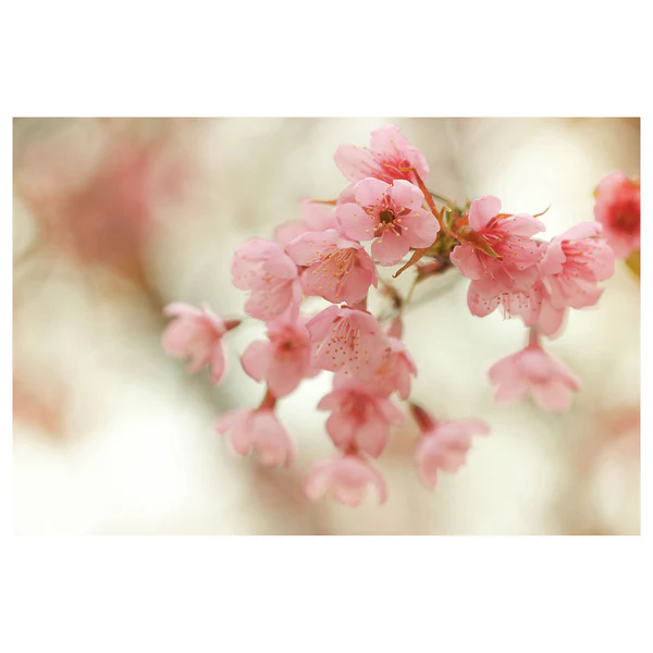 Vliestapete Cherry Blossoms - Vliestapete - Pink / Beige - 300 x 200 cm