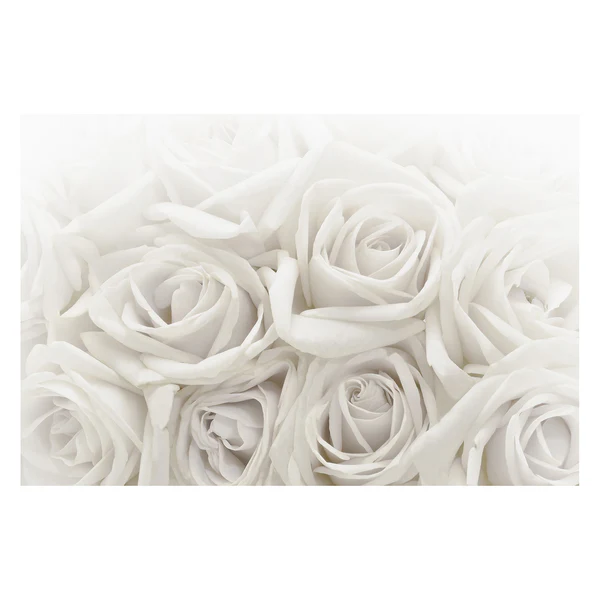 Vliestapete Weiße Rosen - Vliespapier - Weiß - 432 x 290 cm